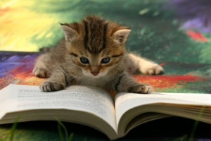 Cat reading a booik